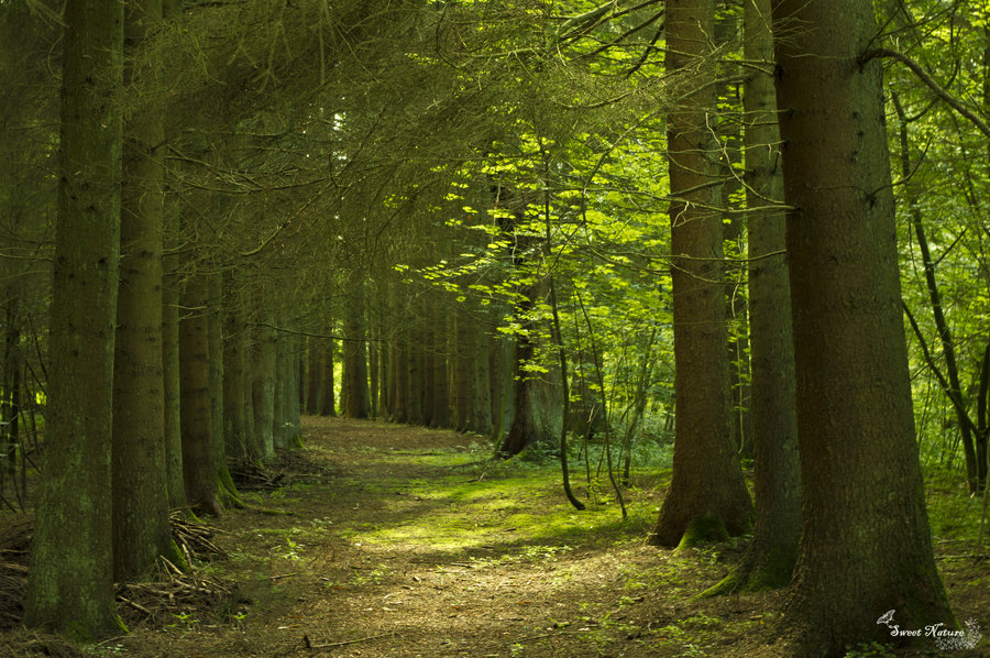 peaceful_place_by_sweet_nature-d45tzc3