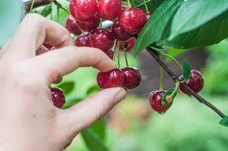 cherry picking