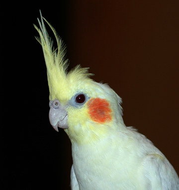 Cockatiel