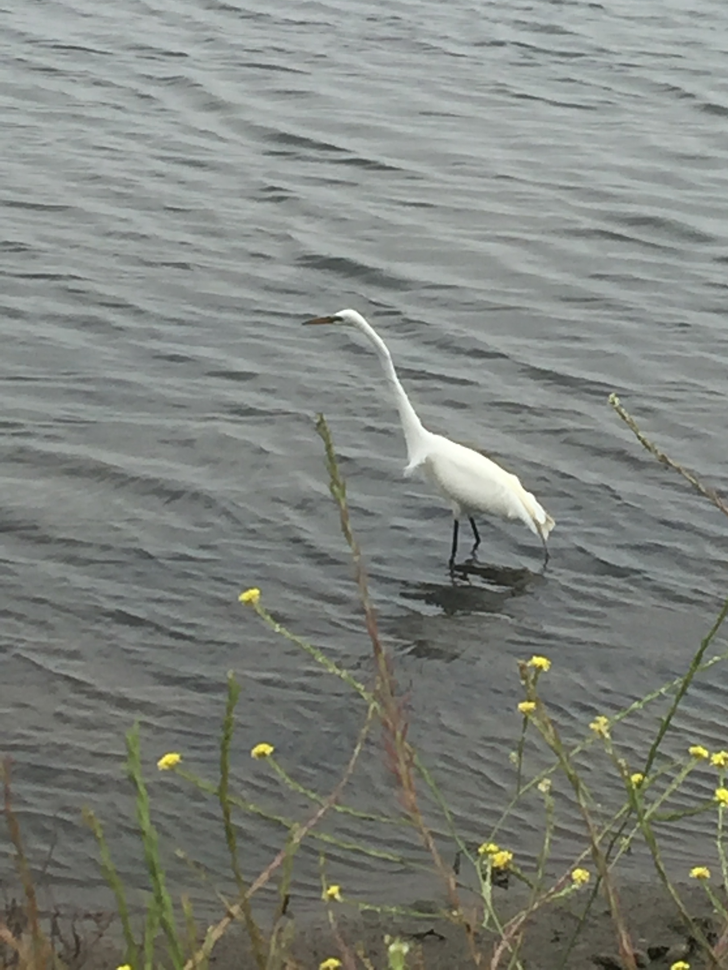 bc egret